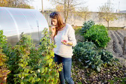 Z domačim sadjem se lahko oskrbimo za vse leto