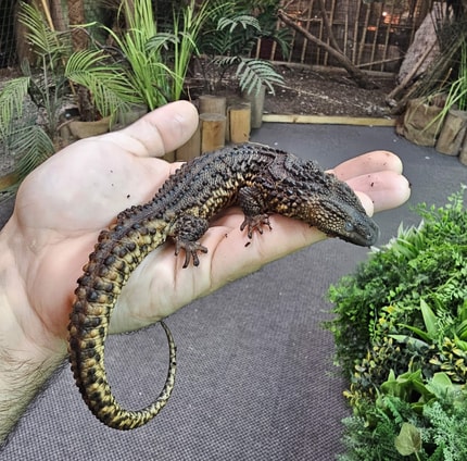 V Tropski hiši "sveti gral" za proučevalce dvoživk in plazilcev