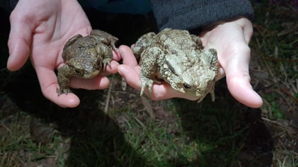 Spomladanska selitev dvoživk: Pri Treh ribnikih znova akcija za njihovo reševanje. Zaščitna ograda tudi pod Pohorjem