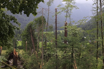 Napoved močnega vetra v Mariboru: Velika nevarnost vetroloma, občanom odsvetujejo zadrževanje v parkih in gozdovih