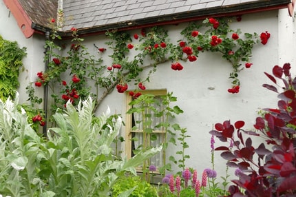 (FOTO) Nasveti Matica Severja: Vrtnice so najlepše v družbi