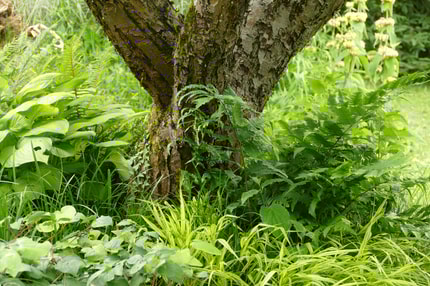 Vrtnarski nasveti Matica Severja: V bogastvu sence s hostami. Rastline, ki se bolje izrazijo v raznolikih kombinacijah