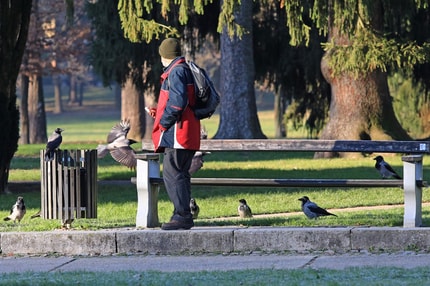 (FOTO) Napad na sovico sprožil razpravo: Je vran v mestu res preveč?