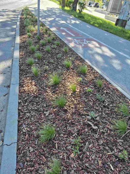 (FOTO) Zasaditev v Čufarjevi ulici tarča vandalizma, izginilo okoli 30 sadik