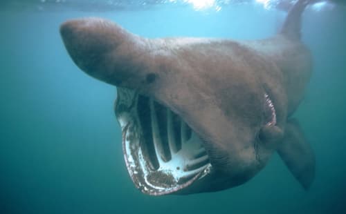 (FOTO) Ribič pri Pulju posnel drugo največjo ribo na svetu, tako se je končalo njuno srečanje ...