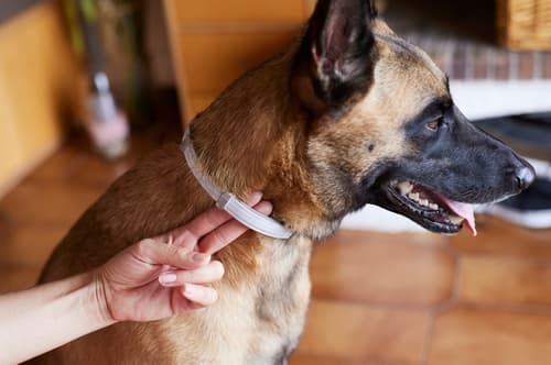 Klopi, bolhe in peščene muhe: kako učinkovito zaščititi psa ali mačko