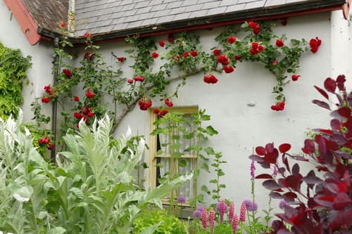 (FOTO) Nasveti Matica Severja: Vrtnice so najlepše v družbi