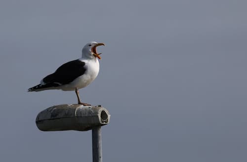 Zaradi ukradenega krompirčka ubil galeba in pristal v zaporu