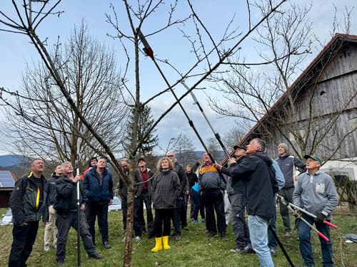 (FOTO) Sadjarsko društvo Mislinjske doline: Rez kot temelj dobre letine