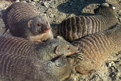 Na Mljetu so se razmnožili mungi, nakup pasti zanje pa je sprožil buren odziv domačinov
