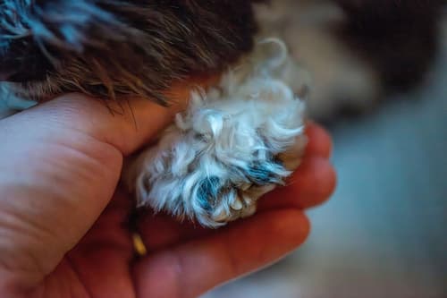 Neverjetna zgodba: Ukraden pes se je po sedmih letih vrnil k lastnici