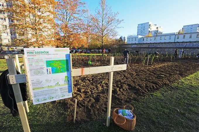 V Magdaleni zasadili gozdiček za blažitev vročine in vplivov prometa