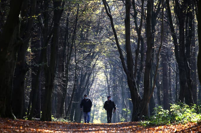 1. Betnavski gozd
Start: postajališče ob Ljubljanski ulici
Dolžina: 2,8 km
Približen čas: 38 minut
Težavnost: zelo lahka
Kratek opis: Zelo lahka pot skozi Betnavski gozd do dvorca in nazaj je dolga slabe tri kilometre in je primerna za vsakogar ne glede na fizično pripravljenost. Sprehod začnemo na postajališču ob Ljubljanski ulici, v gozd vstopimo po široki gozdni cesti, ki diagonalno prečka Betnavski gozd. Odpravimo se po gozdni cesti, ki vodi do polja, in krenemo do Betnavskega dvorca. Vrnemo se po severnem delu gozda.
Foto: Tadej REGENT
