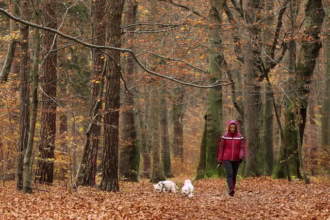 6. Stražun
Start: OŠ Martina Konšaka
Dolžina: 7,6 km
Približen čas: 1 ura 46 minut
Težavnost: lahka
Kratek opis: Lahek sprehod po Stražunu začnemo pri OŠ Martina Konška. Nadaljujemo po poti, ki vodi v Stražunski gozd. Ob kanalu zavijemo desno ter sledimo poti med kanalom in ježo do Ulice heroja Nandeta. Nadaljujemo do Brezja in sledimo robu gozda do Stražunske doline in dalje do hitre ceste, nadaljujemo pot mimo športnih igrišč do območja vrtičkov in ježe. Vrnemo se po gozdni cesti do izhodišča.
Foto: Andrej PETELINŠEK