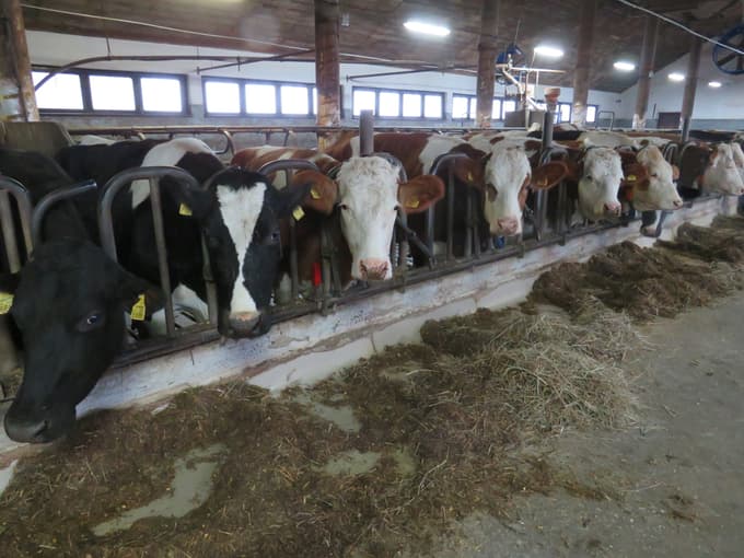 Liberalni ekonomski sistem se je začel krhati, kar je najbolj opazno pri govedoreji. Če kmet že takrat, ko začne pitati telička, ne ve, komu bo prodal govedo, je to lahko v času tržnih neravnovesij problematično.