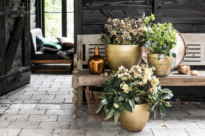 Teloh je cvetoči dragulj, ki se prebudi že sredi zime