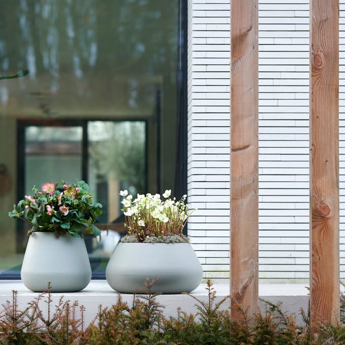 Teloh je cvetoči dragulj, ki se prebudi že sredi zime