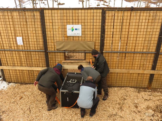 (FOTO) Na Gorenjsko iz Romunije preselili prvega risa in ga poimenovali Tris