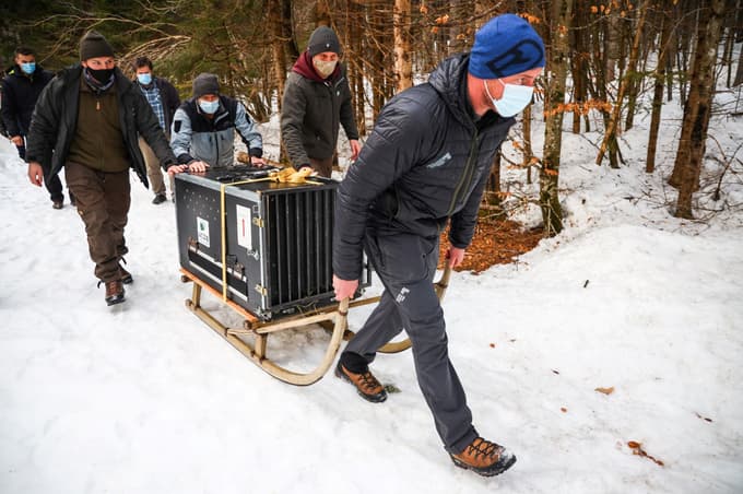 (FOTO) Na Gorenjsko iz Romunije preselili prvega risa in ga poimenovali Tris