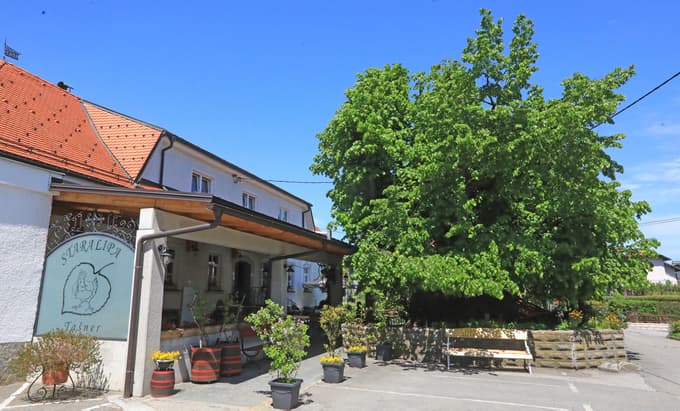 Stara lipa pri znameniti gostilni