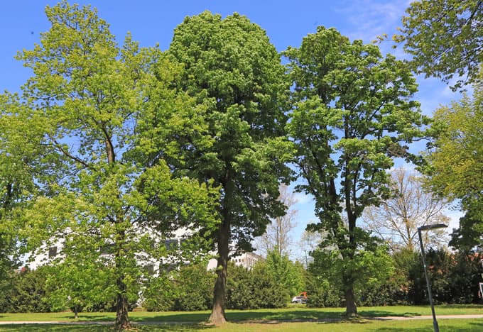 Maistrova lipa (v sredini)