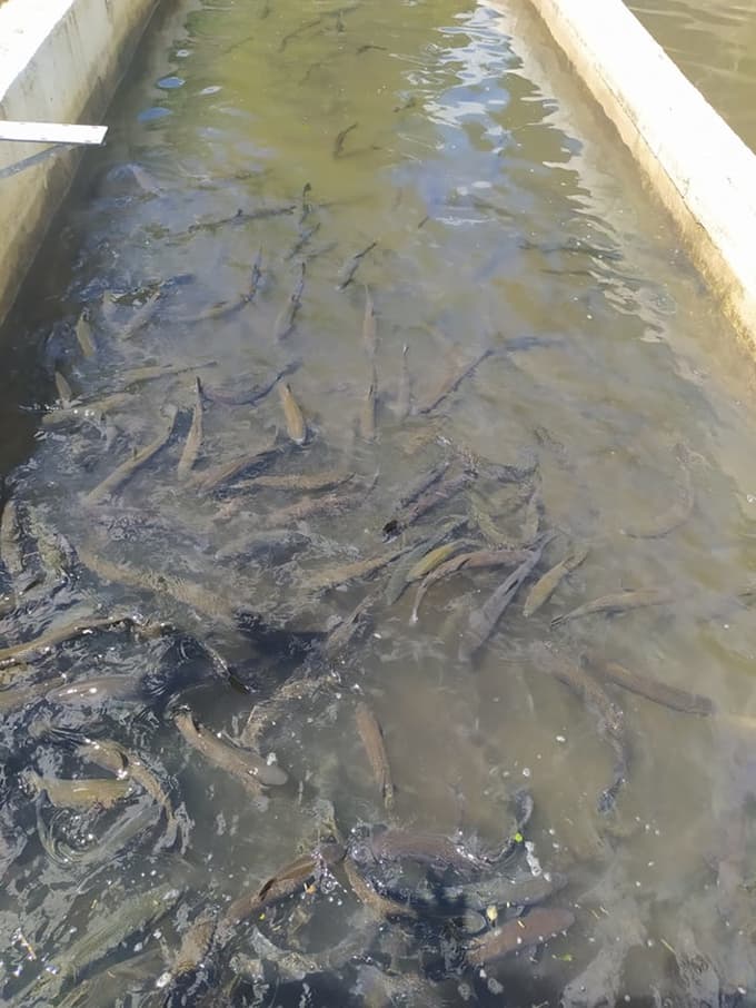 V Framu uresničuje svoje sanje: Kmalu se bo lahko preživljal le s prodajo rib