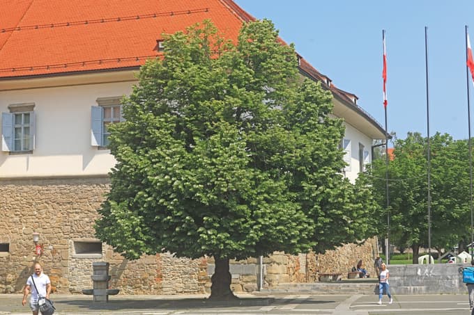 Ginko ob mariborskem gradu 