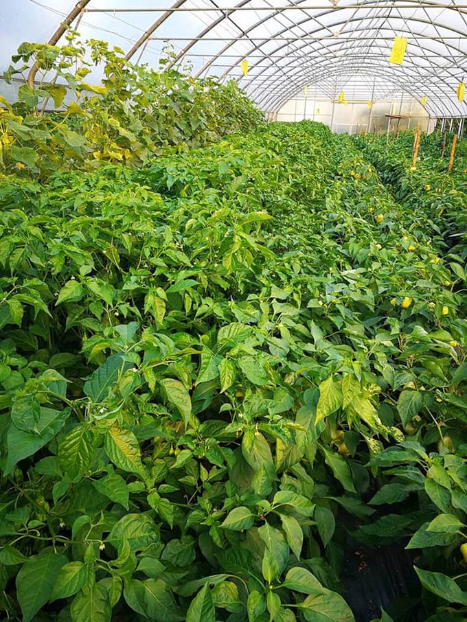 Omake iz čilijev, vzgojenih na Štajerskem