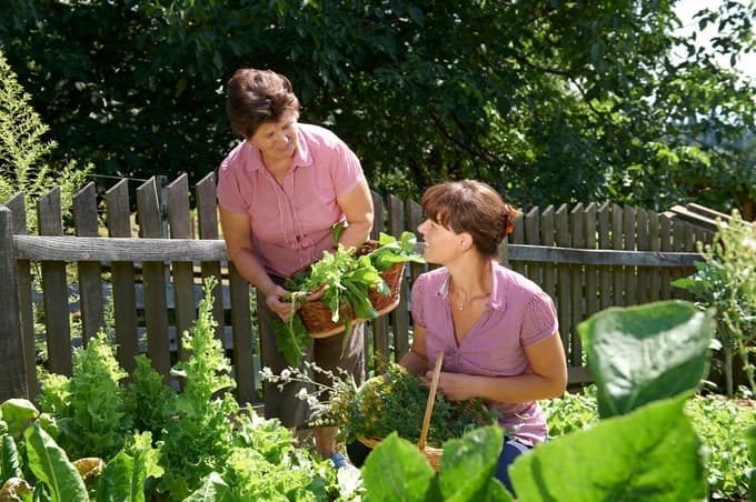 Turistična kmetija Pri Kovačniku, Planica, na vrtu