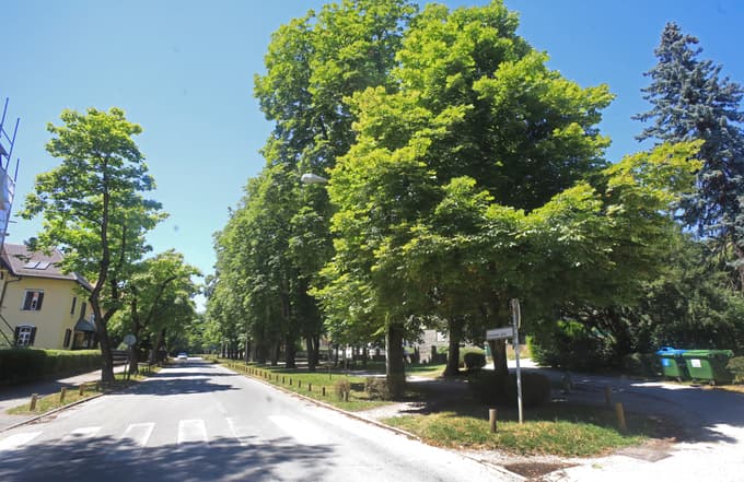 Drevesa v Mariboru, 10. del: Vsestransko uporaben in povsod rastoč divji kostanj