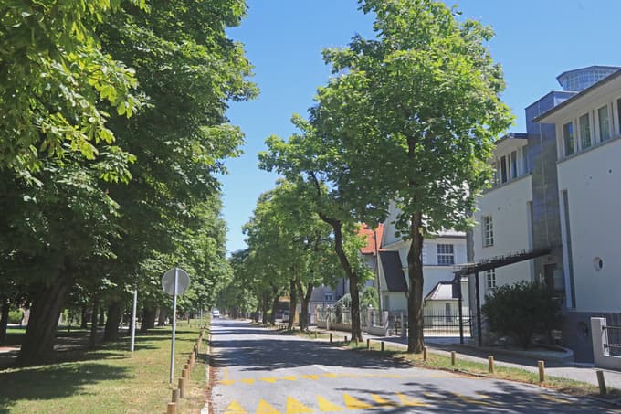 Drevesa v Mariboru, 10. del: Vsestransko uporaben in povsod rastoč divji kostanj