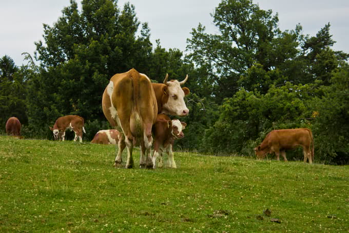 Sprva so začeli z rejo Pohorje Beef, nato pa so začeli širiti ekološko proizvodnjo na zelenjadarstvo, zeliščarstvo, sadjarstvo in kasneje na predelavo ekoloških proizvodov.