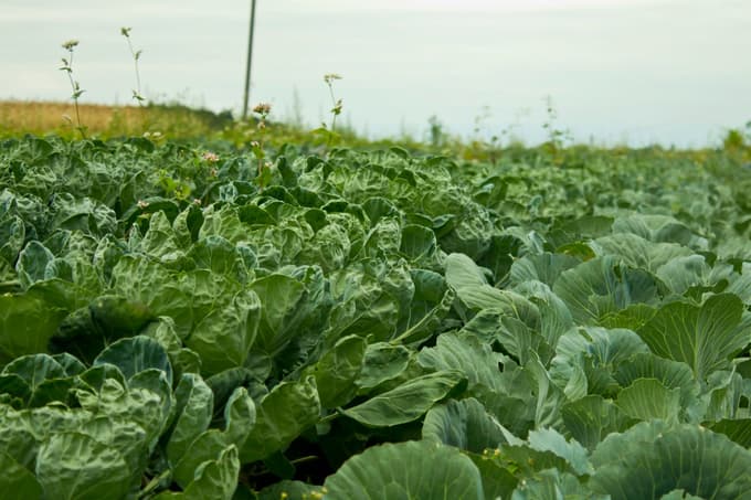 Uranjekovi skrbijo za 18 hektarov zemlje, od katerih je polovica obdelovalnih površin.
