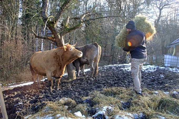 Krava Mika in vol Miško sta za kosilo dobila balo sena. Foto: Igor Napast