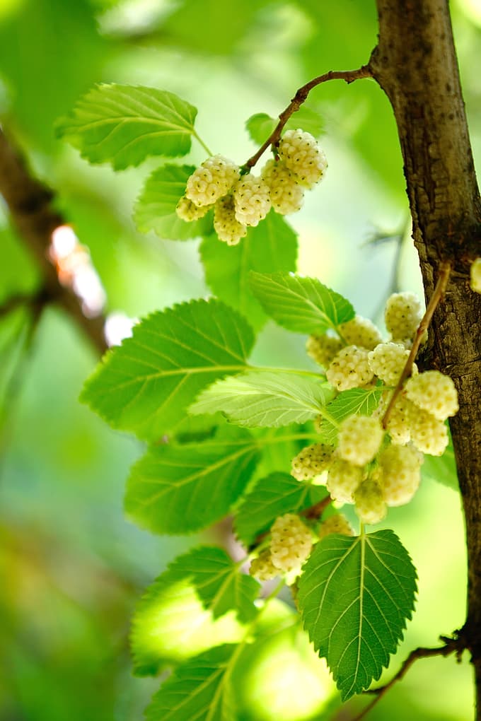 Plod murve Foto: Shutterstock