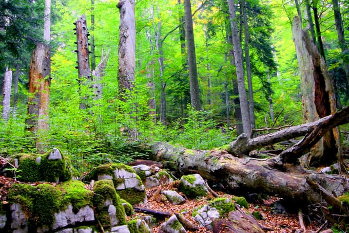 Pragozdni rezervat Strmec. Na mestu padlih in odmirajočih starih dreves vznika mladi gozd.