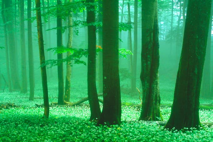 Meglice s Kolpe lebdijo nad cvetočo preprogo čemaža v pragozdnem rezervatu Krokar.