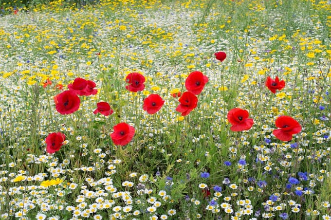 Uspeva v pisani družbi.