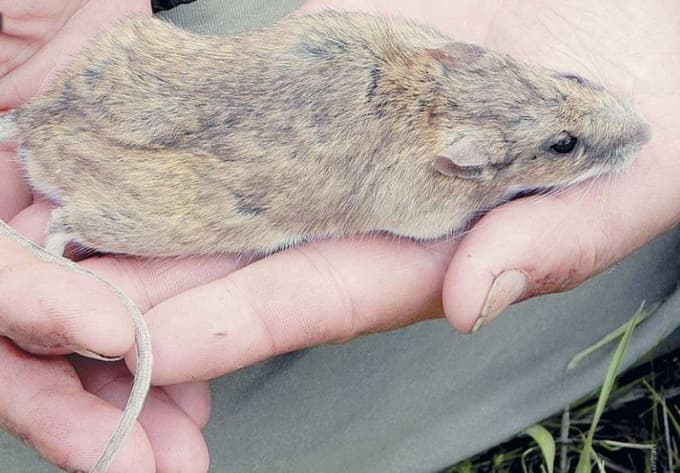 Rumenogrla miš je najpogostejši gostitelj hantavirusa Dobrava.