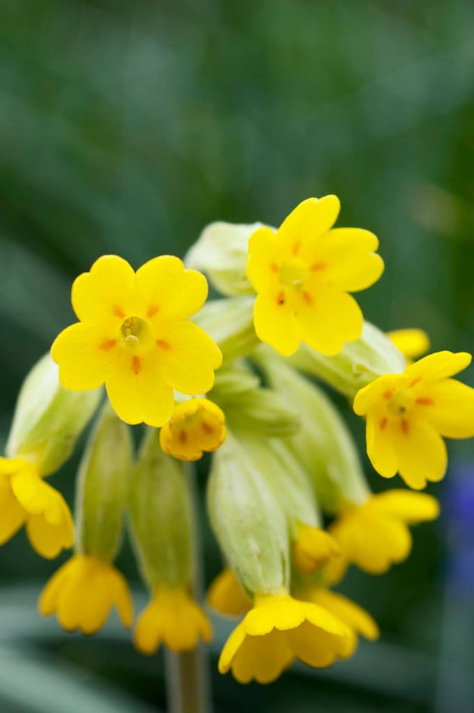 Trobentice: Vanje lahko zatrobite in jih tudi pohrustate