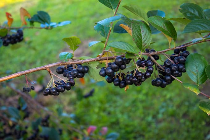 Aronia melanocarpa