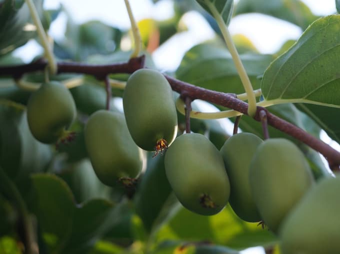 (FOTO) Poznate kivi, ki ni kosmat?