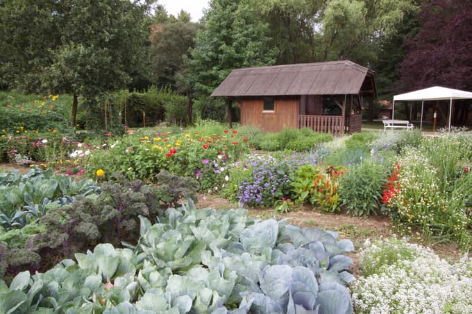 (FOTO) Dobri in slabi sosedje: Ste na vrtu pravilno združili rastline?
