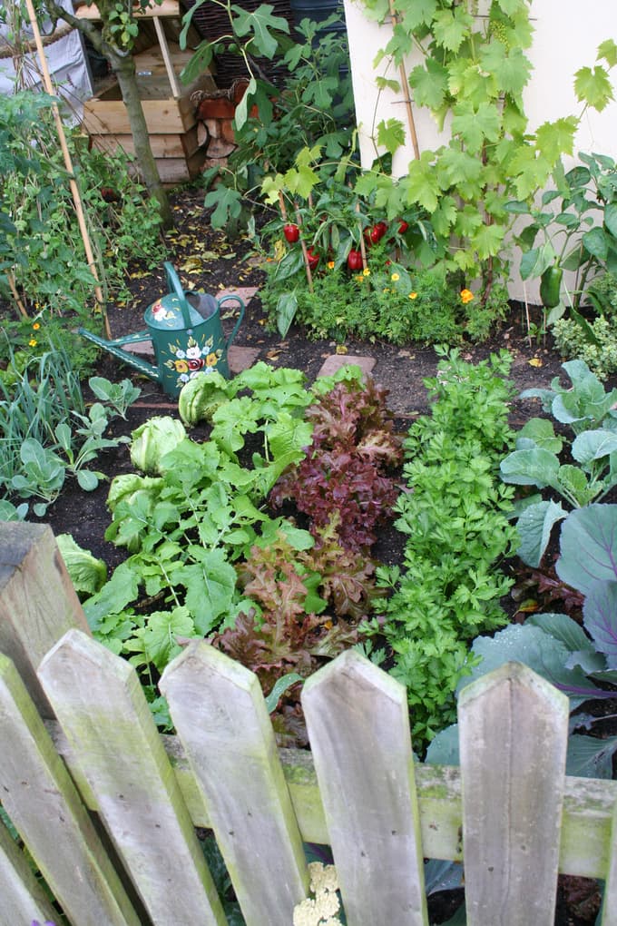 (FOTO) Dobri in slabi sosedje: Ste na vrtu pravilno združili rastline?