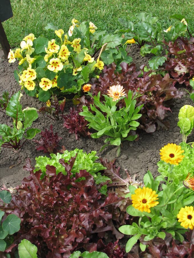 Ognjič, kapucinka, solata