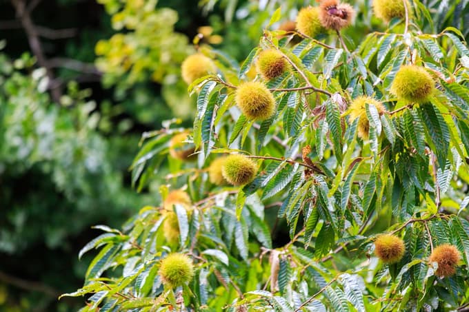 Slastni kostanj lahko zraste kar na domačem vrtu