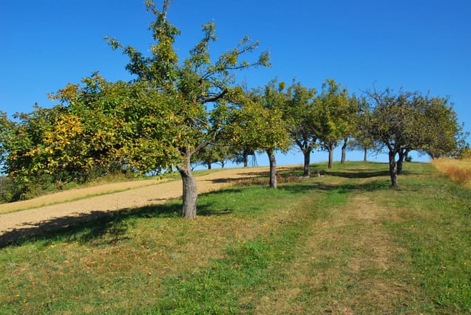 V samo osmih letih je izginilo 800 hektarjev različnih tipov travnikov, nešteto mejic in visokodebelnih travniških sadovnjakov.