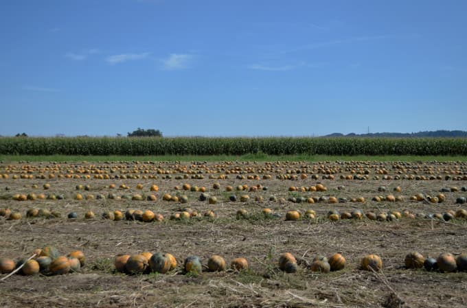 Buče kmet najprej postavi v vodoravne riže.