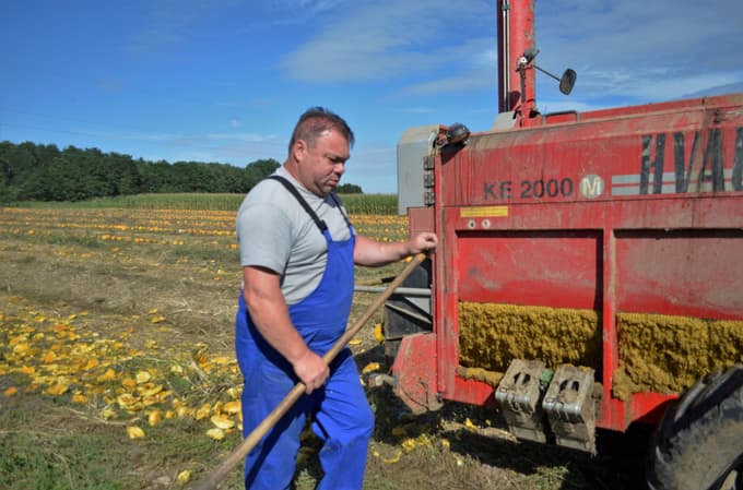 (FOTOREPORTAŽA) Bučna odisejada ali kako nastane "tikvino" olje