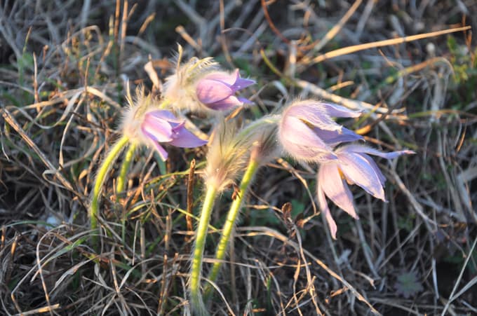 Velikonočnice v Boletini